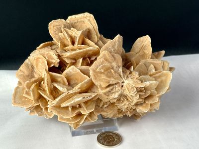 Sandrose / Wüstenrose