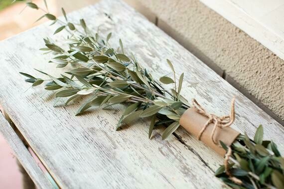 Fresh cut olive branches