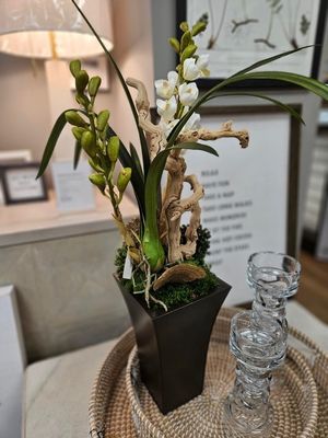 3952 Plant - Vanda Orchid in Sono Pot
