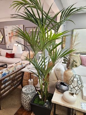 64987 Plant - Kentia Palm in Zinc 7&quot;