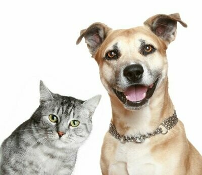 Pets
