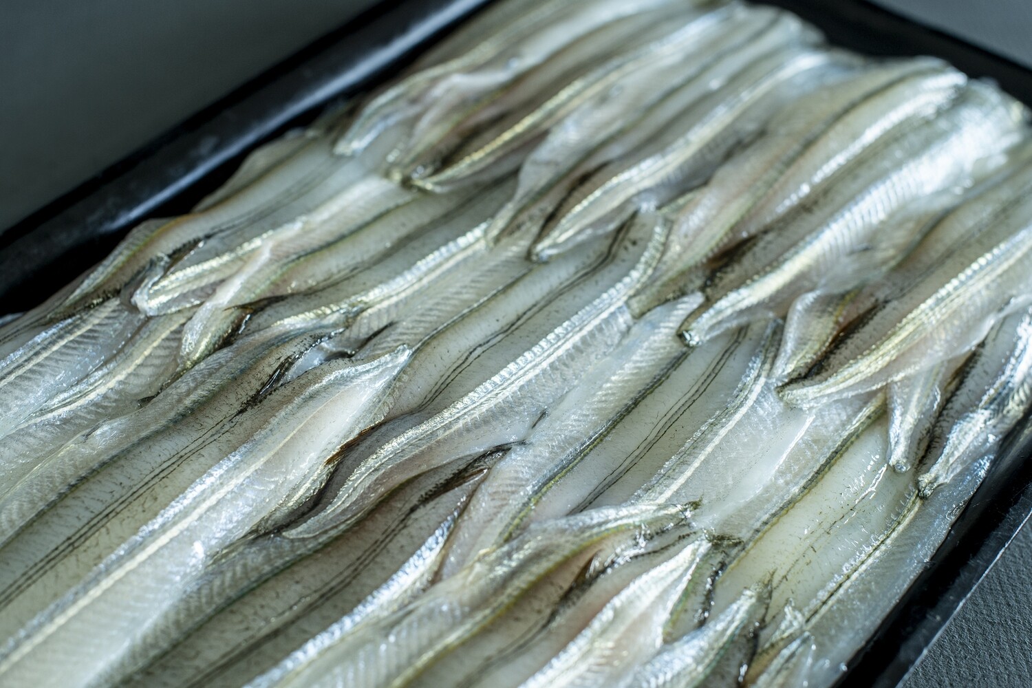 Garfish Fillets (medium) | per/kg