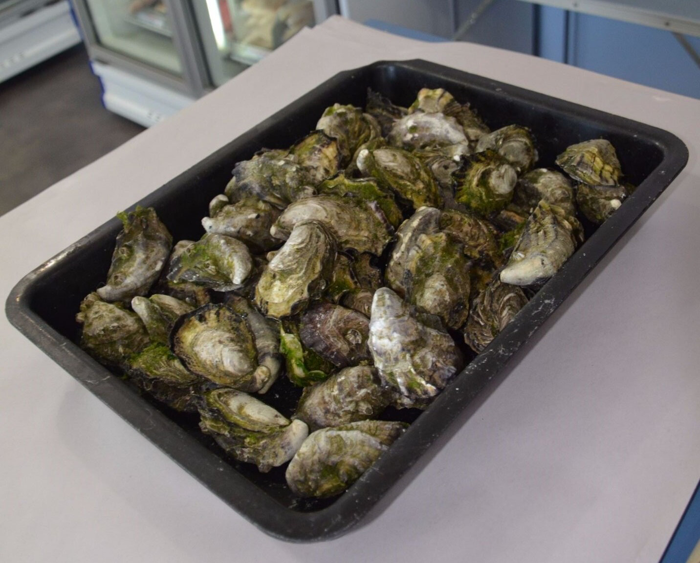 Oysters (closed) | per/dz