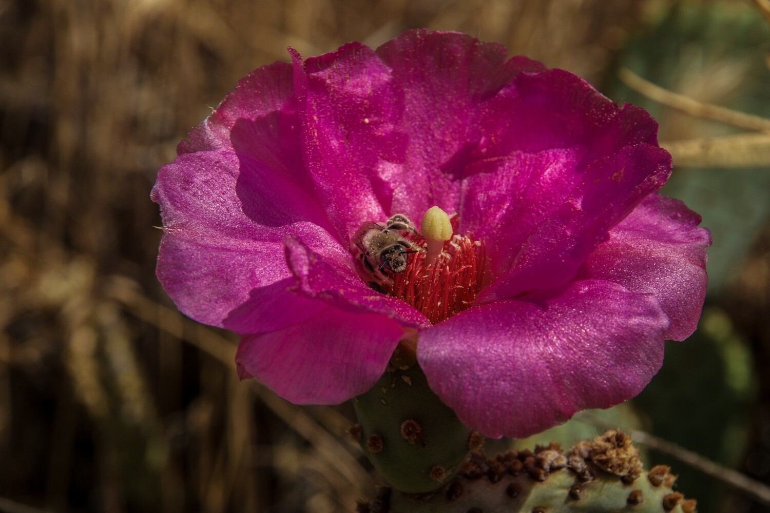 Pollinator Print Set