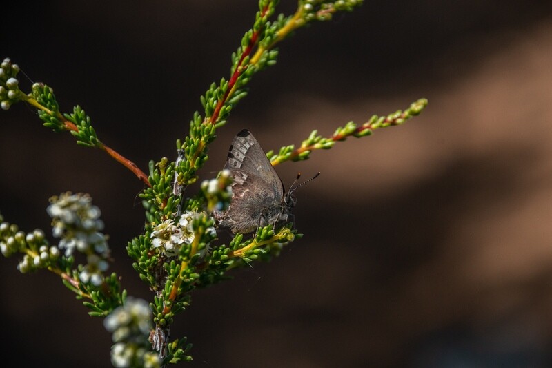 Mariposa Series