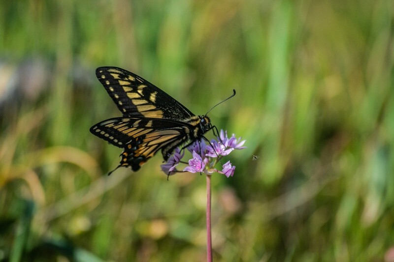 Mariposa Series