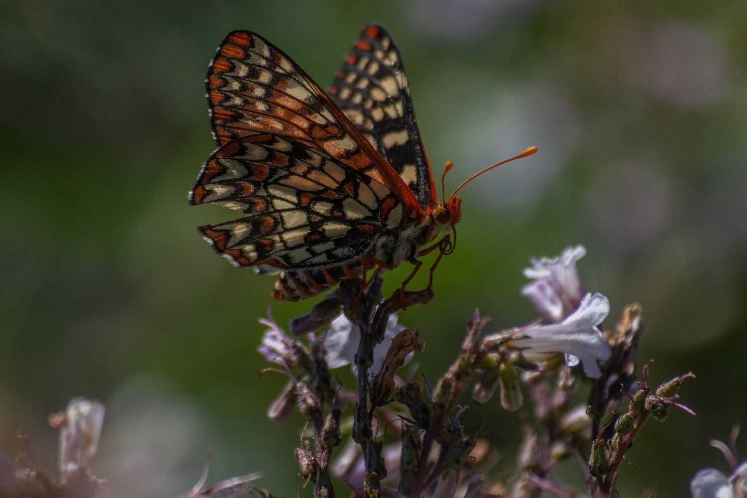 Mariposa Series