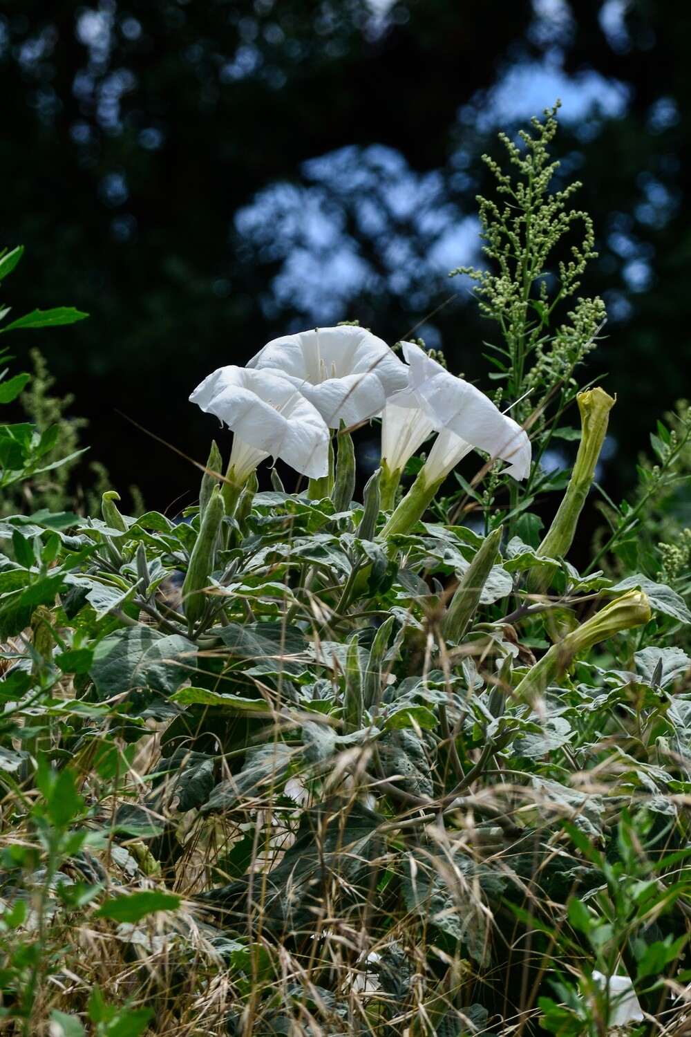 California Wildflowers