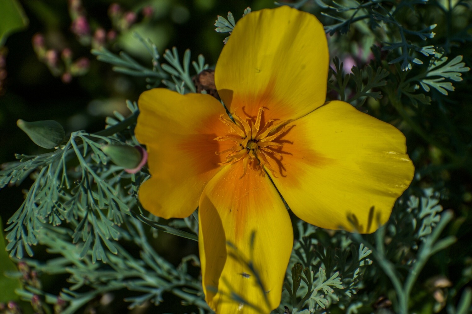 California Wildflowers