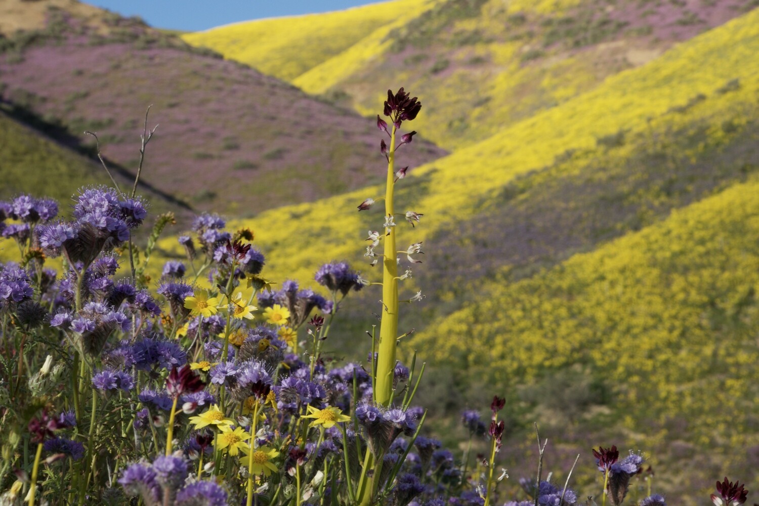 California Wildflowers