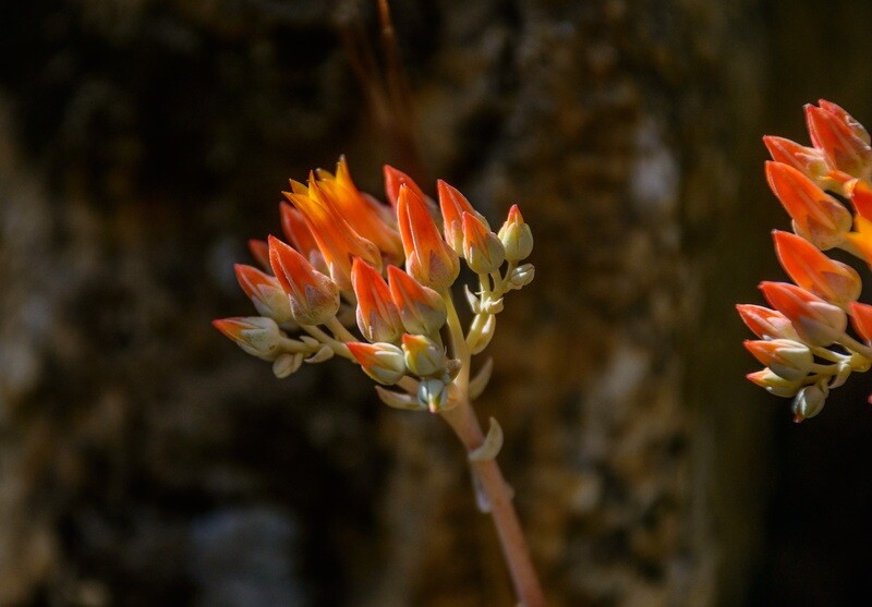 Dudleya Collection