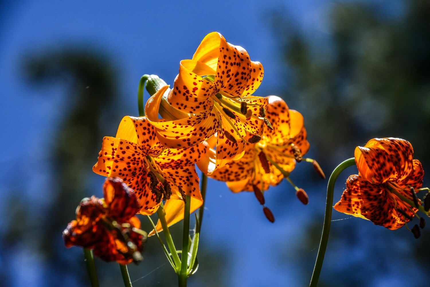 California Wildflowers