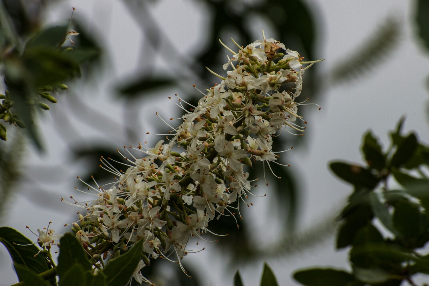 California Wildflowers
