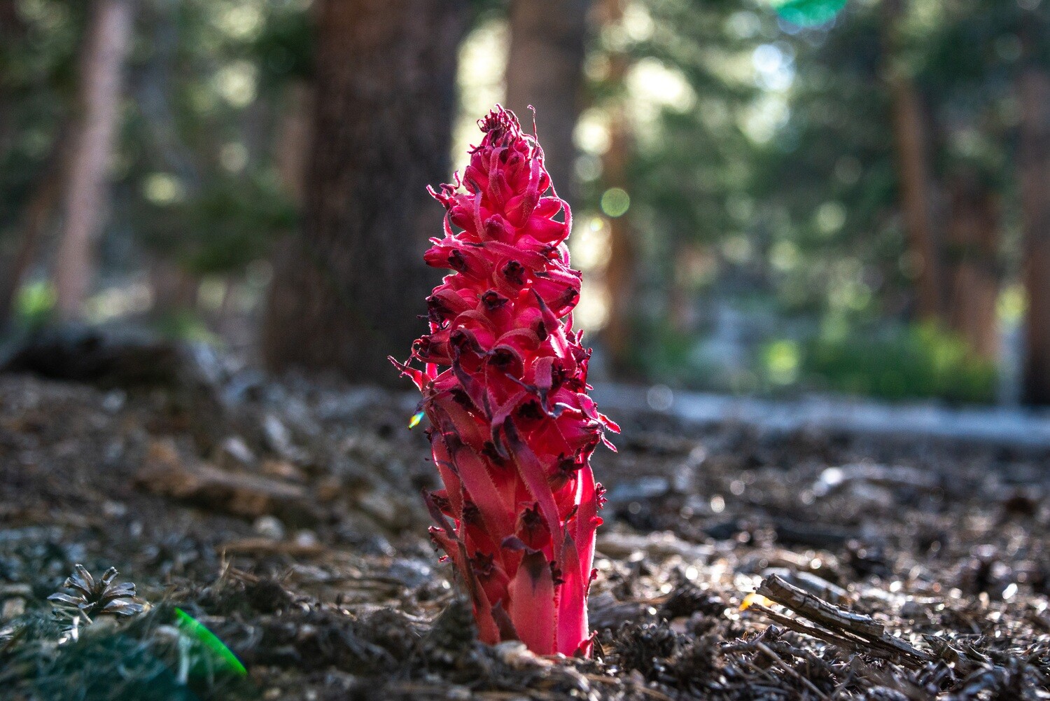 California Wildflowers