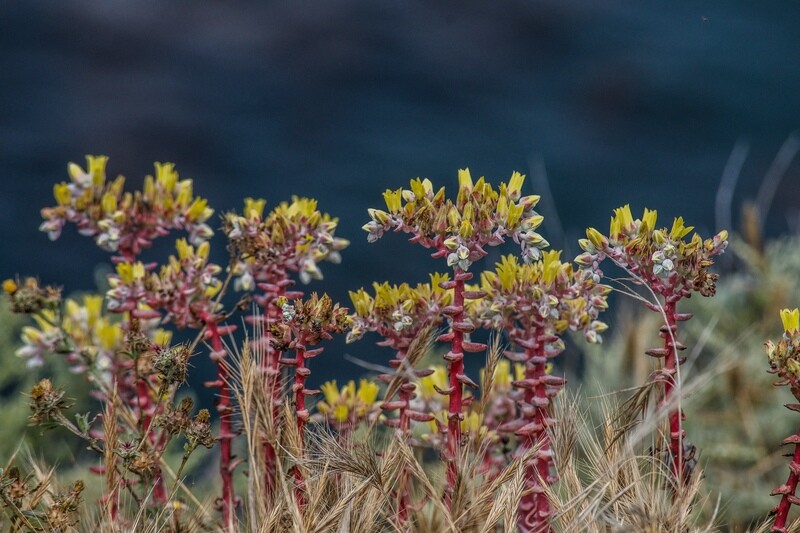 Dudleya Collection