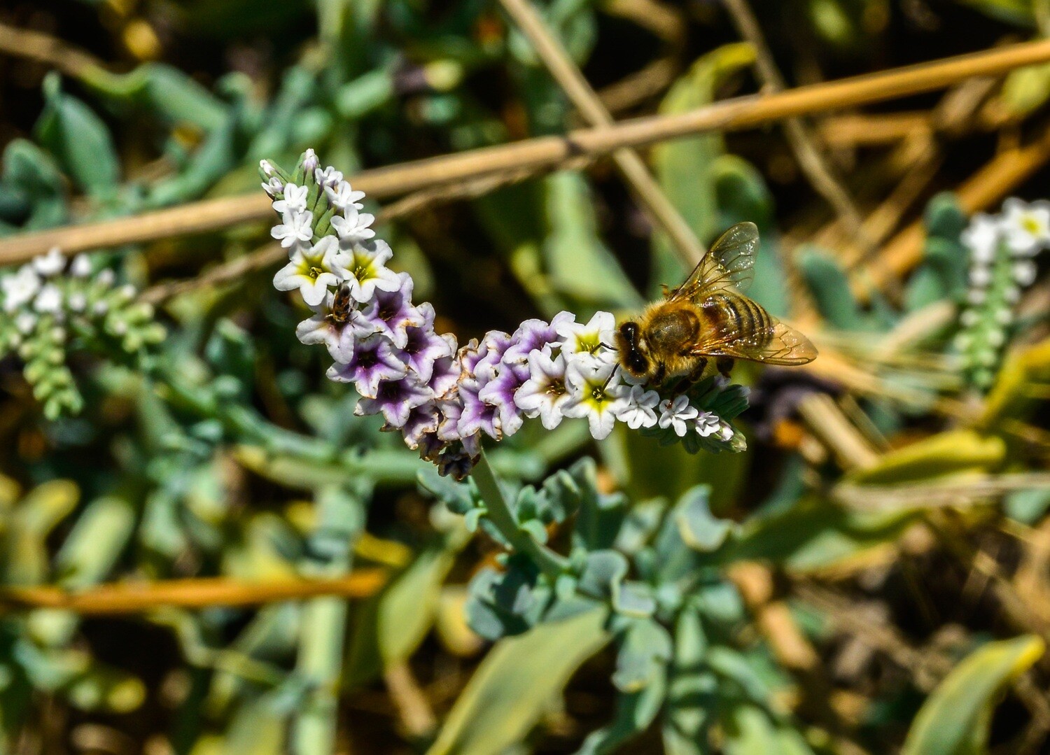 Pollinator Print Set