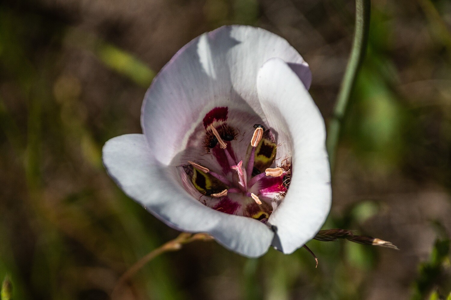 California Wildflowers