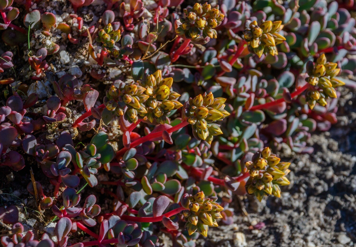 California Wildflowers