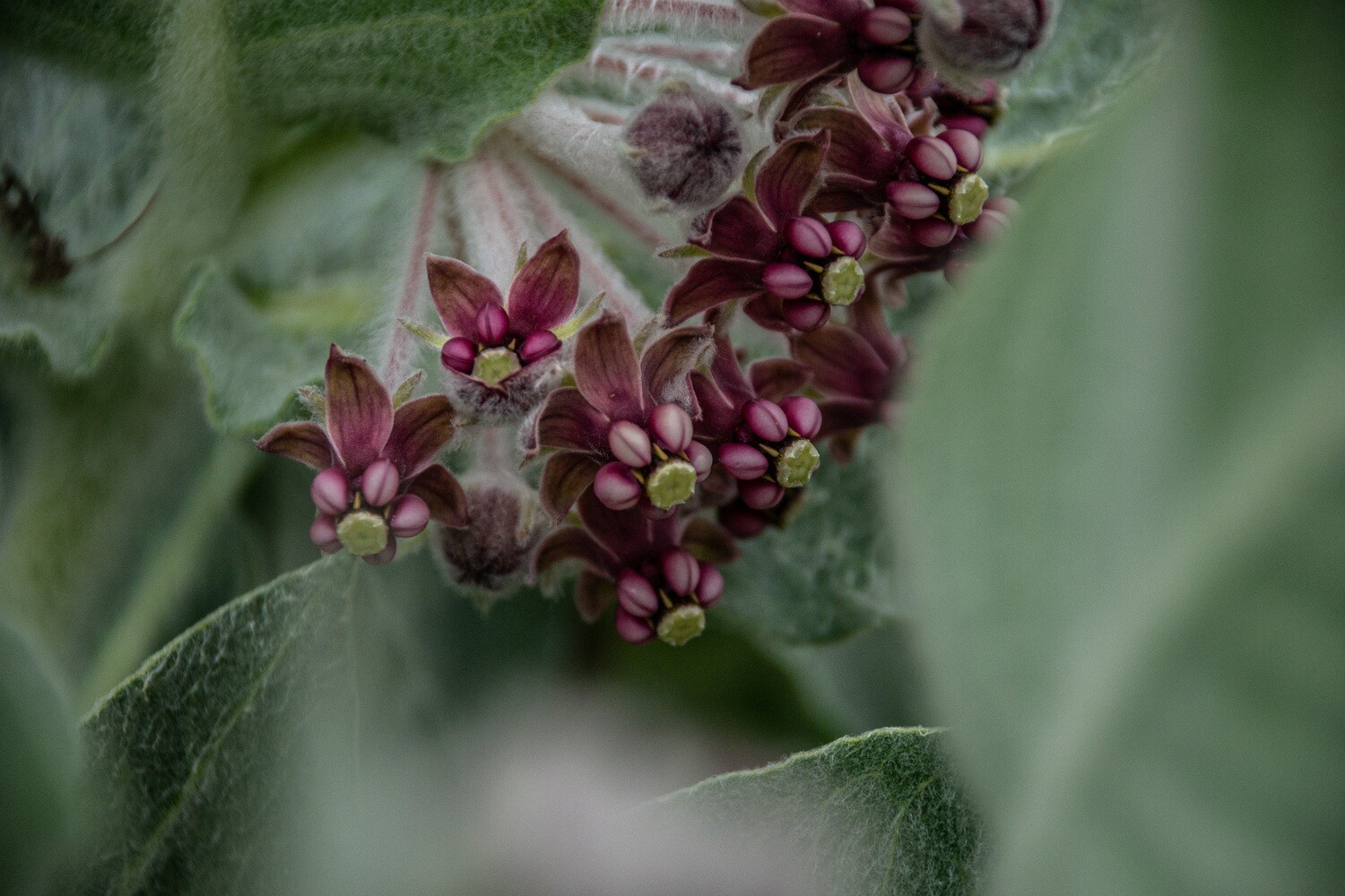 California Wildflowers