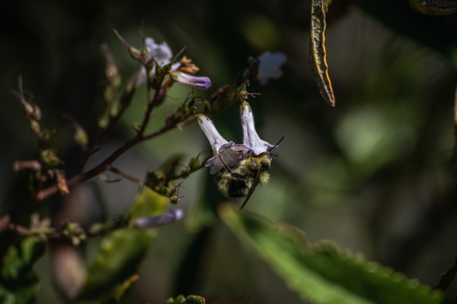 Pollinator Print Set