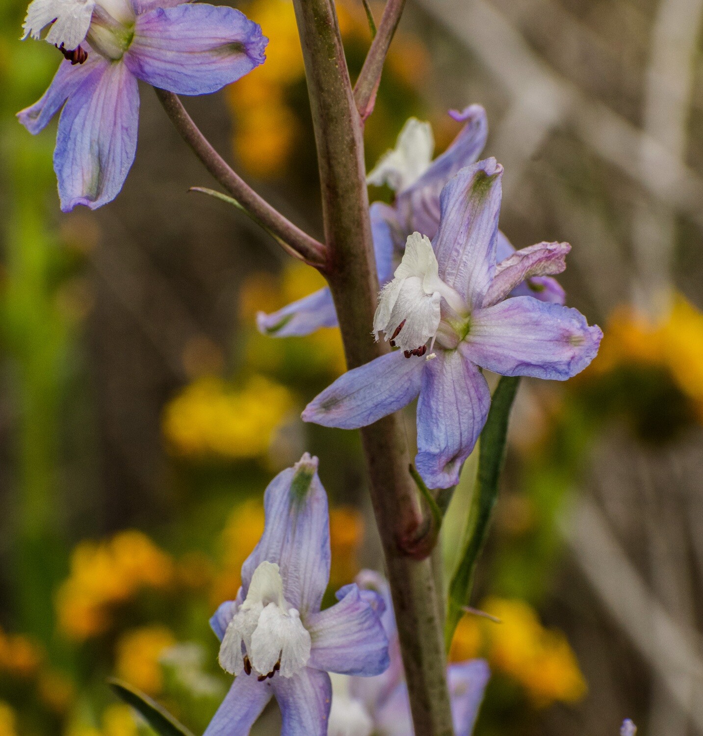 California Wildflowers