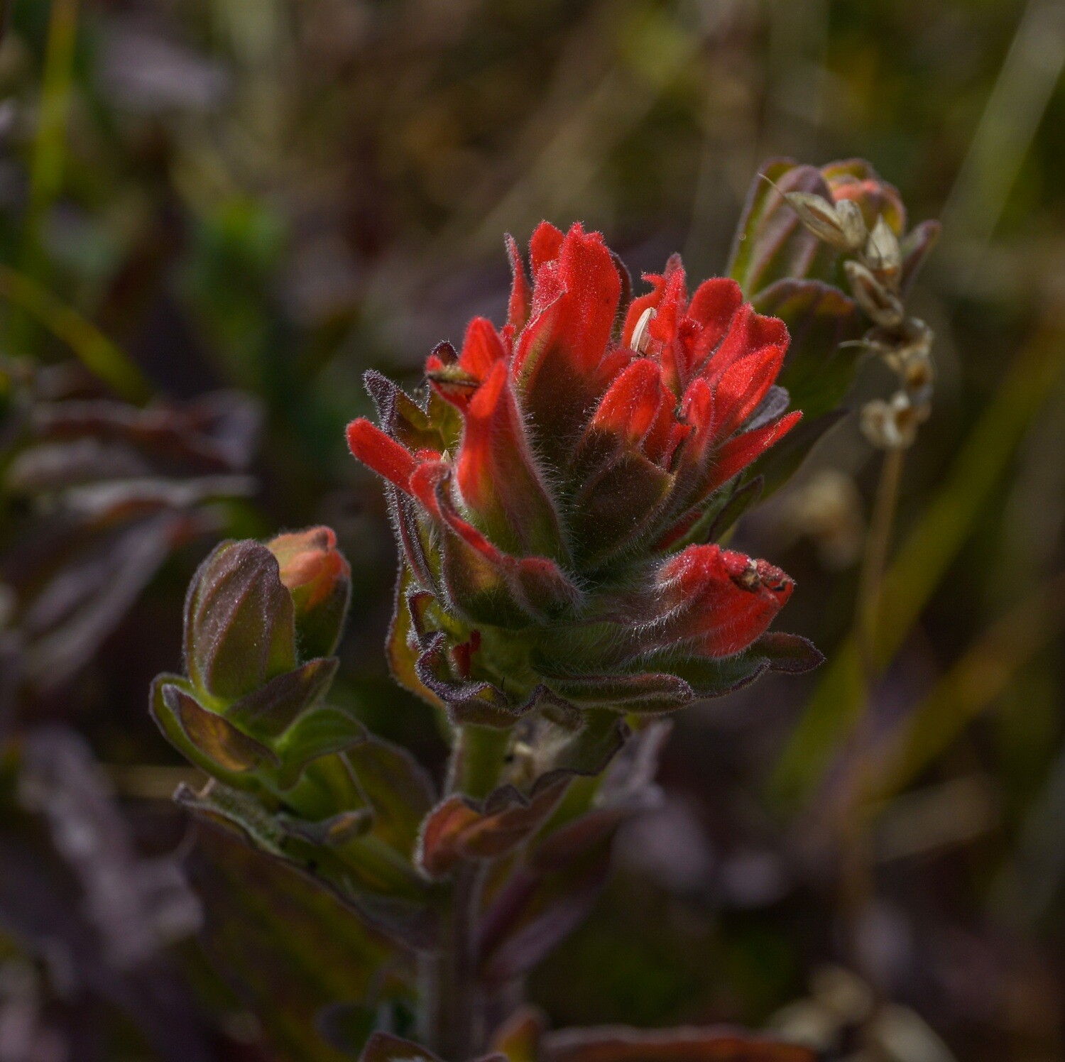 California Wildflowers