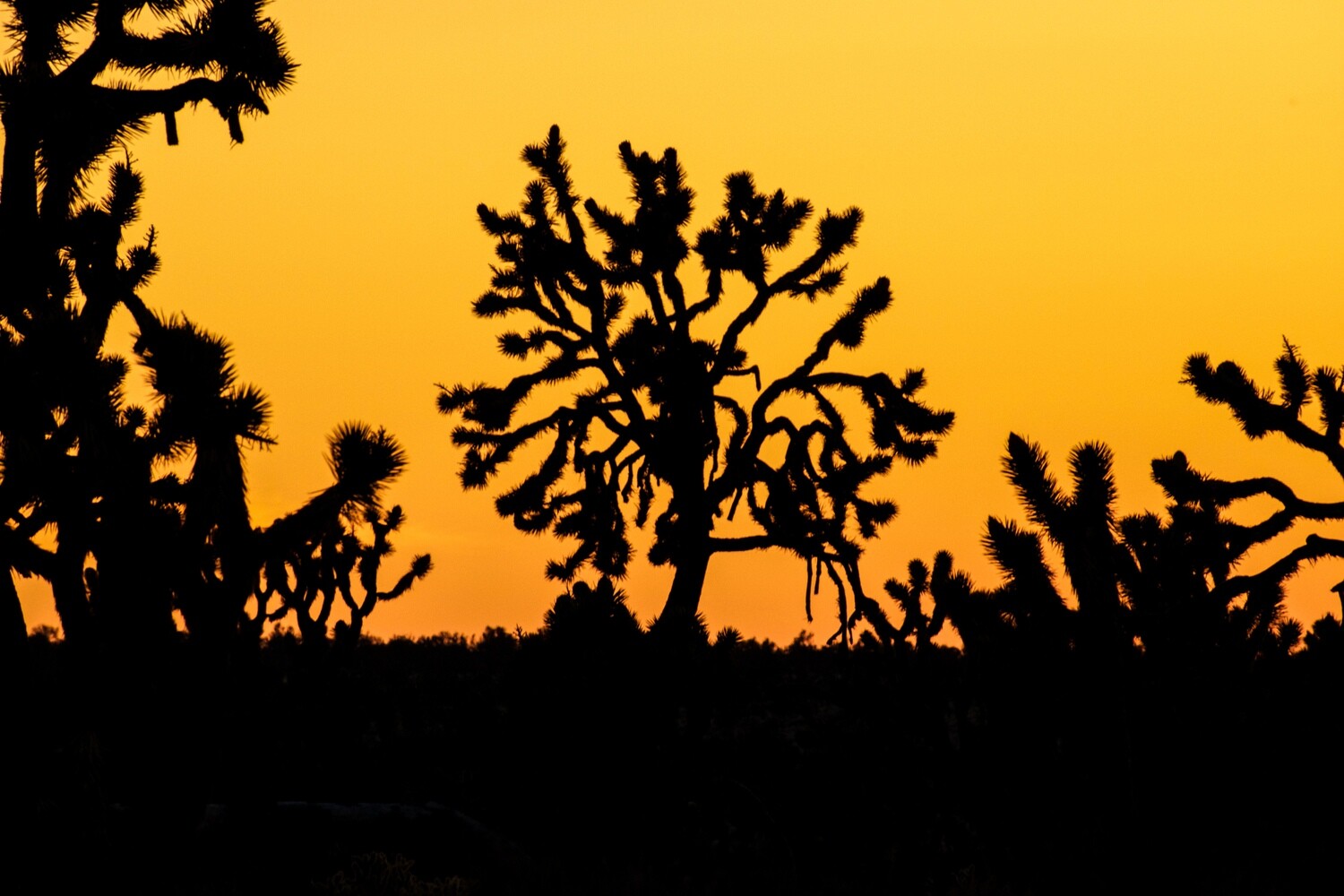 Joshua Tree Geometry Series