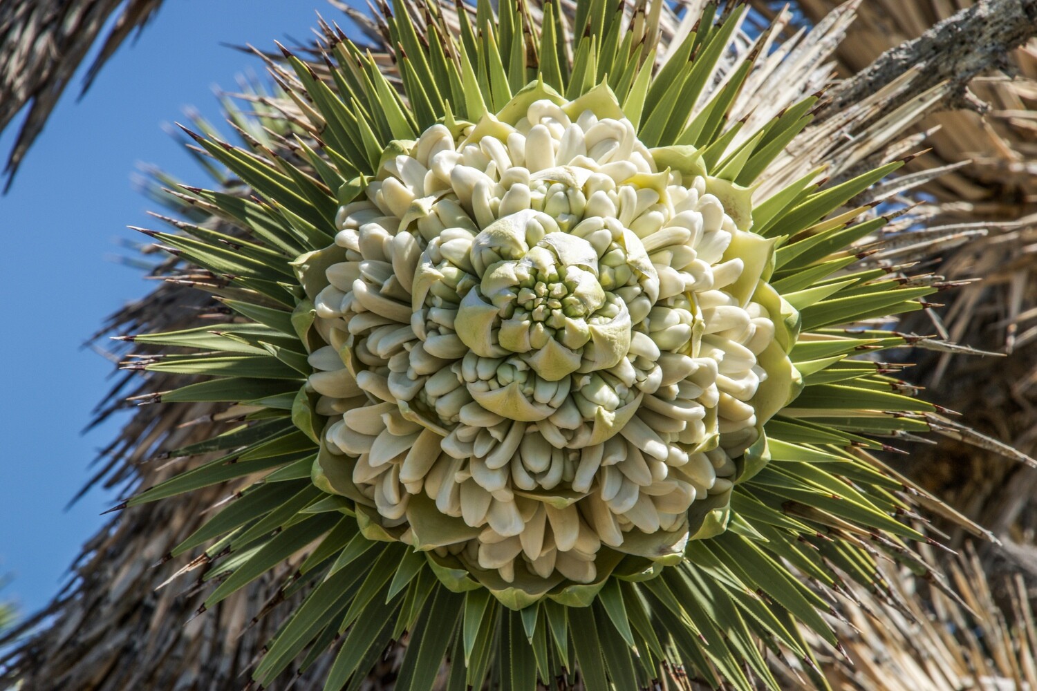 Joshua Tree Geometry Series