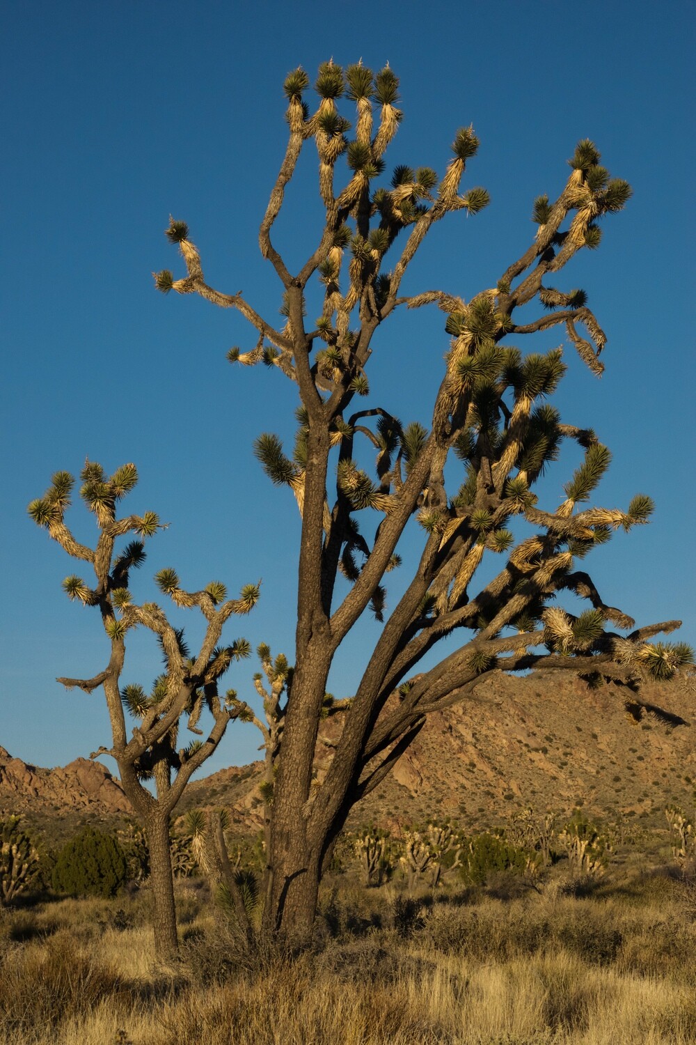Joshua Tree Geometry Series