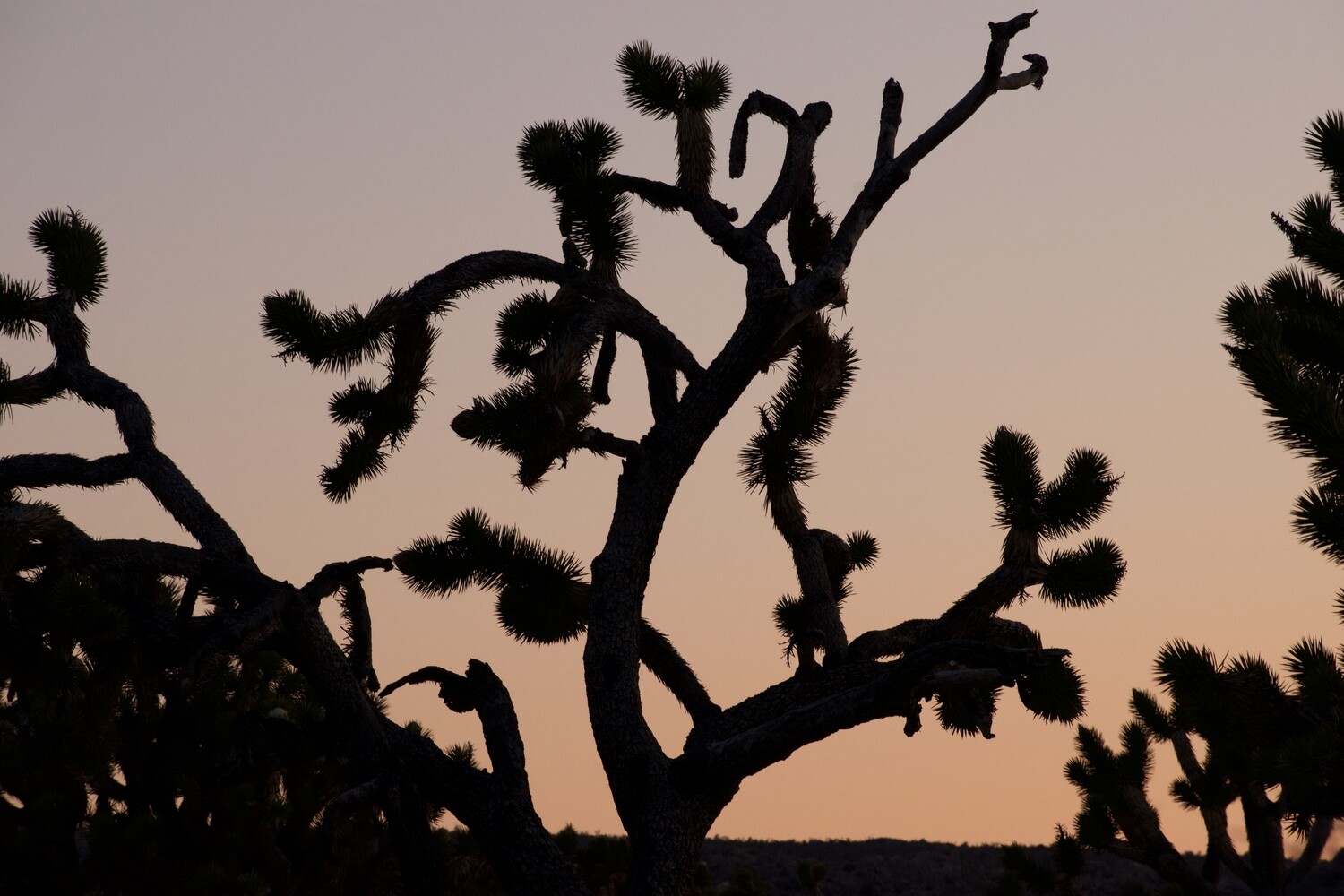 Joshua Tree Geometry Series