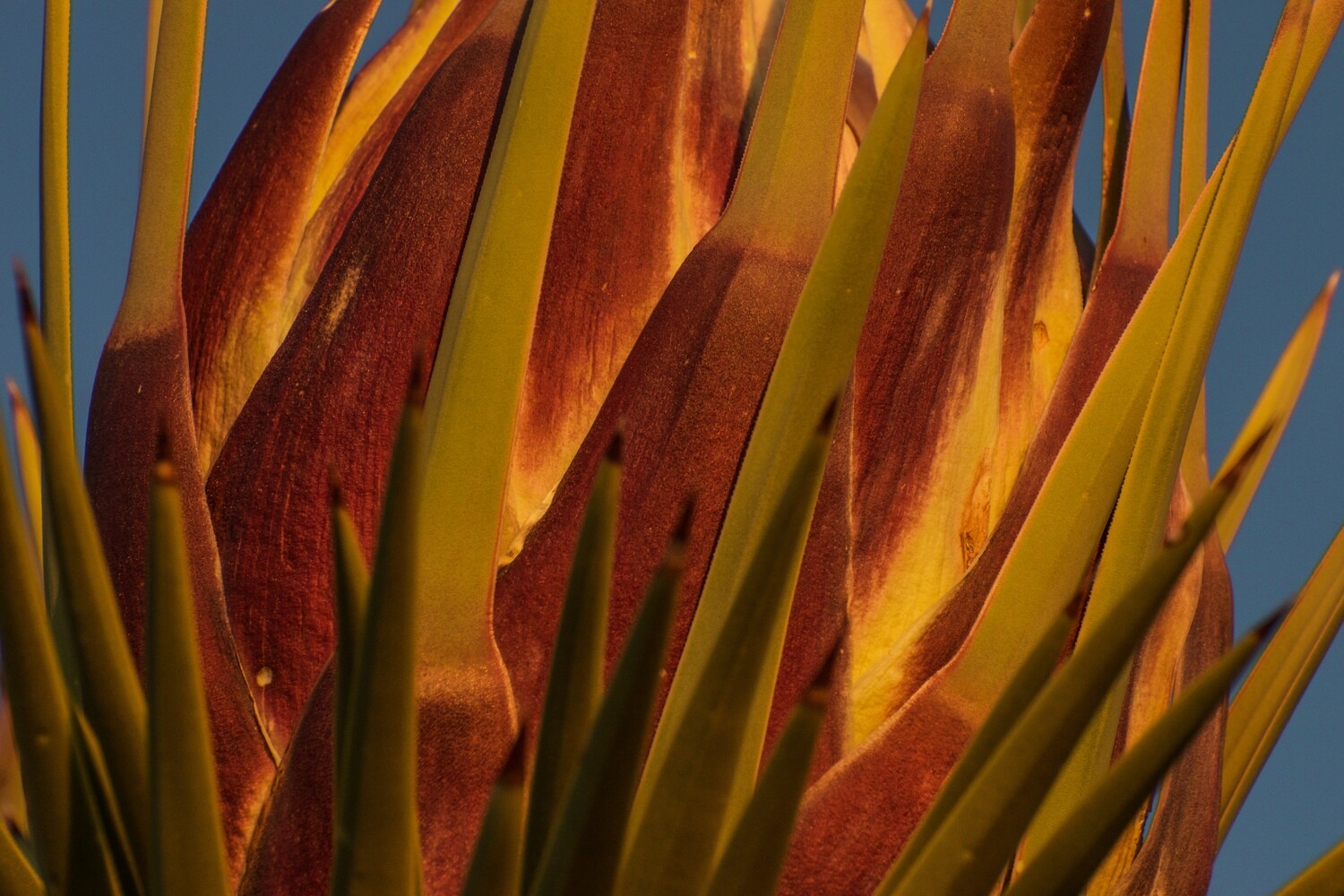 Joshua Tree Geometry Series