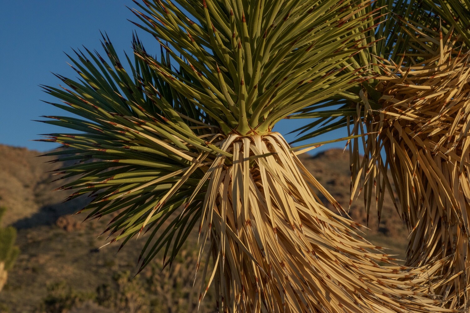 Joshua Tree Geometry Series