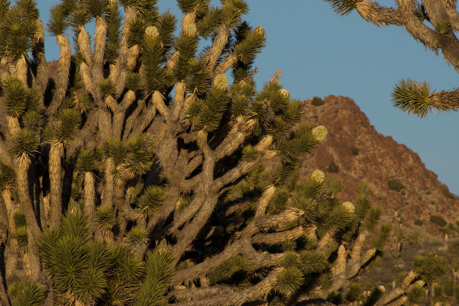 Joshua Tree Geometry Series