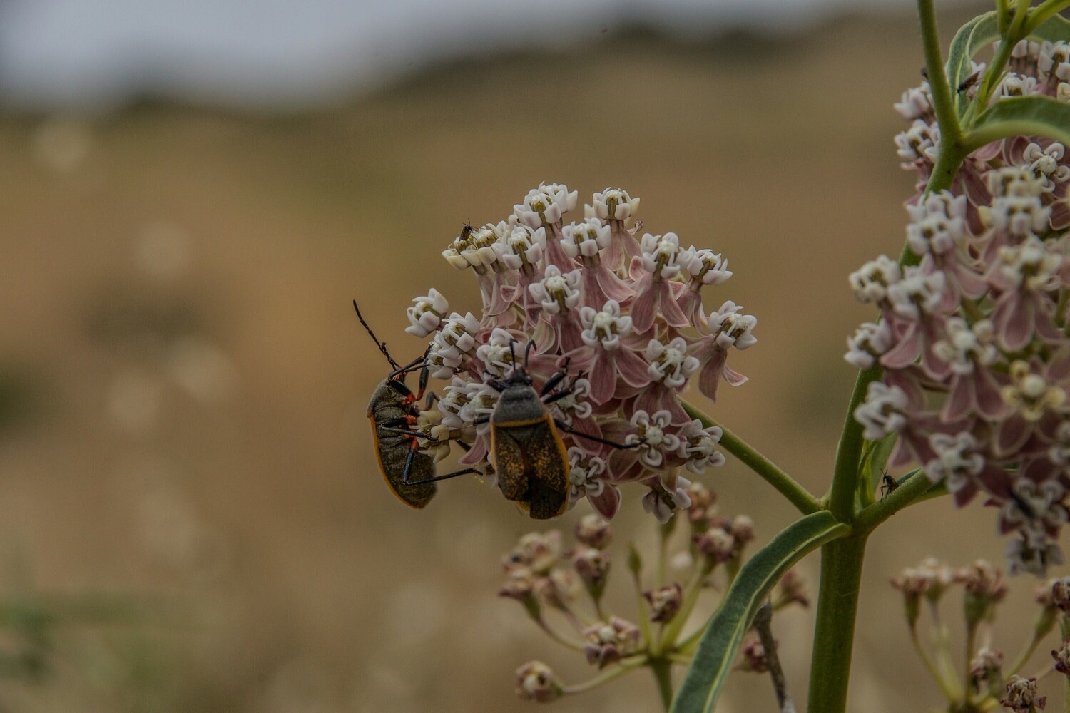 Pollinator Print Set