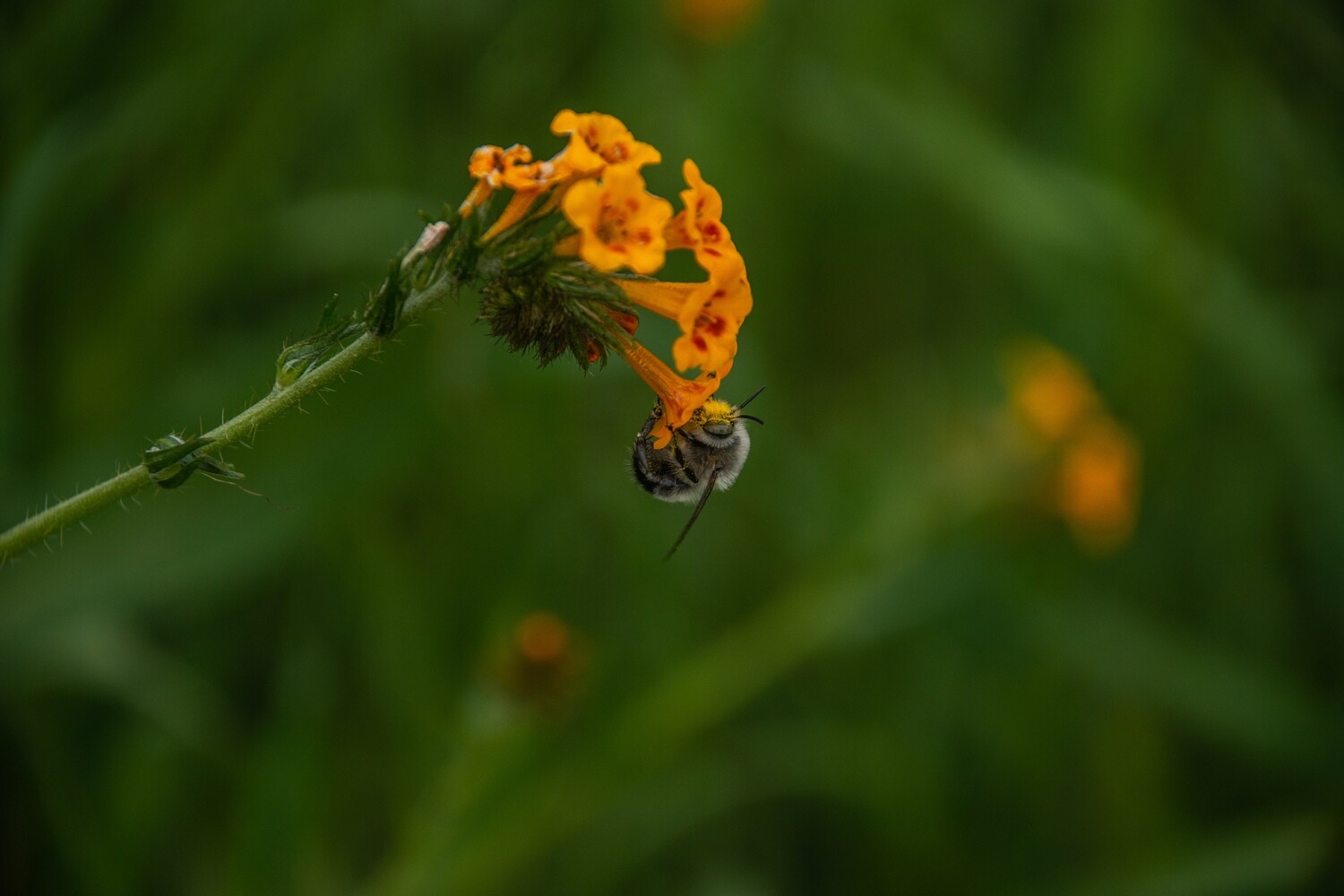 Pollinator Print Set