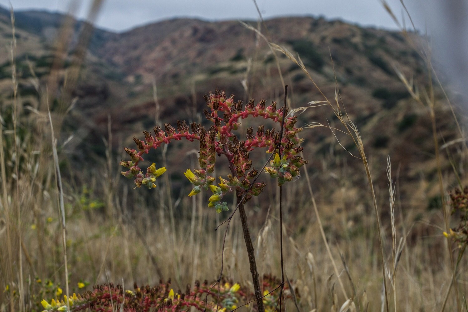 Dudleya Collection