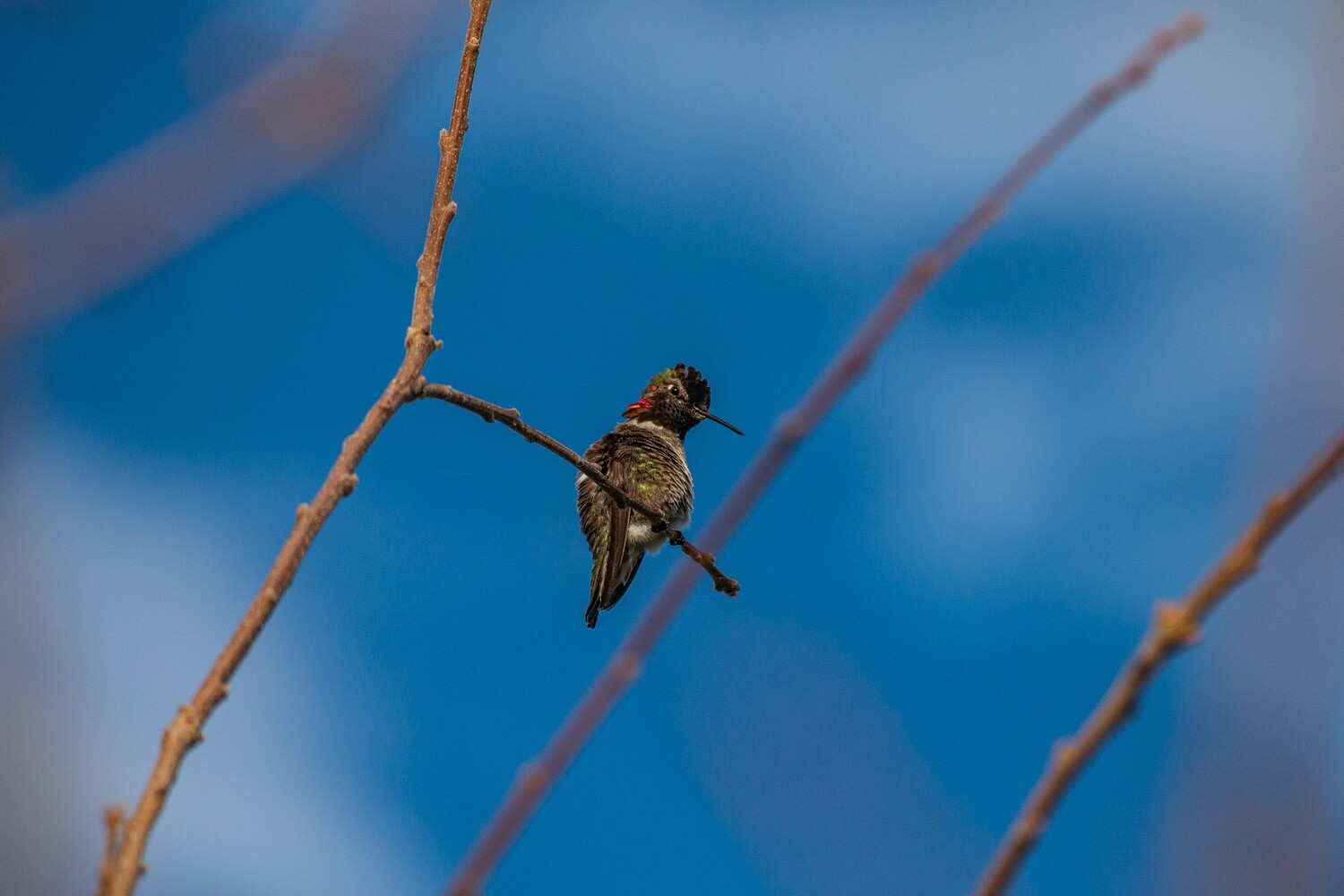 Pollinator Print Set