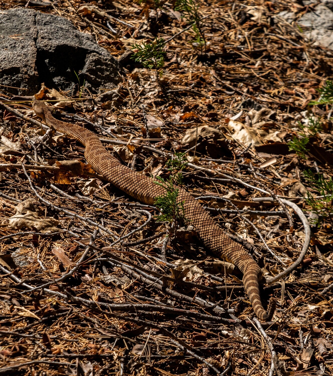 Herpetology Collection