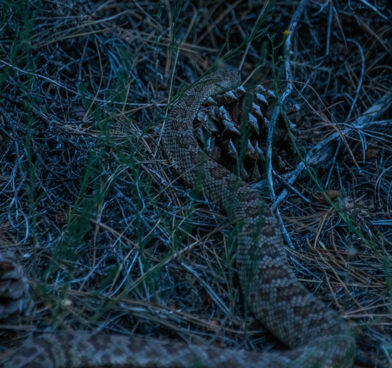Herpetology Collection