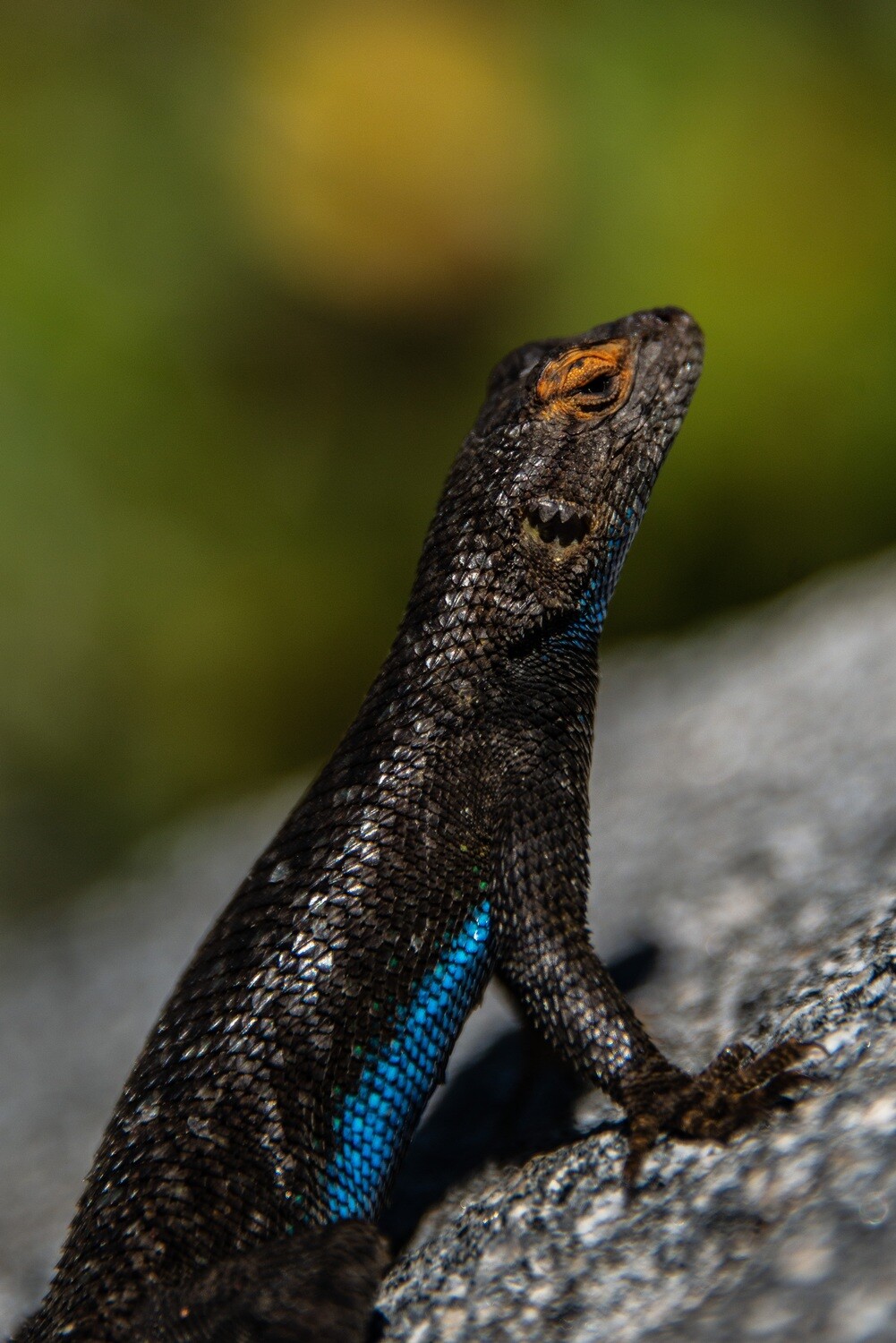 Herpetology Collection