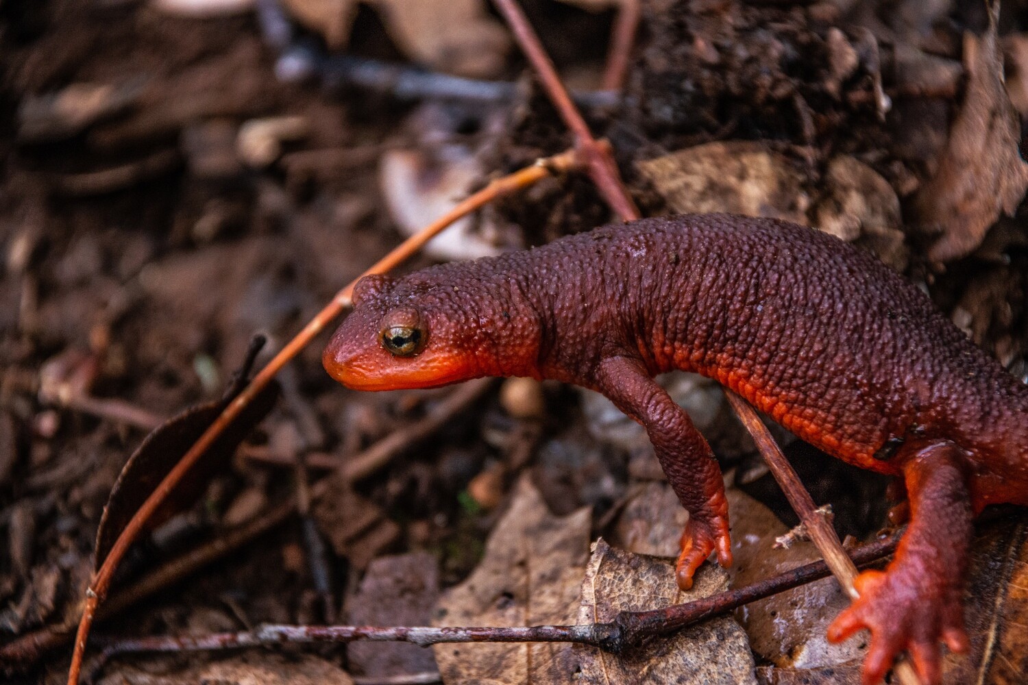 Herpetology Collection