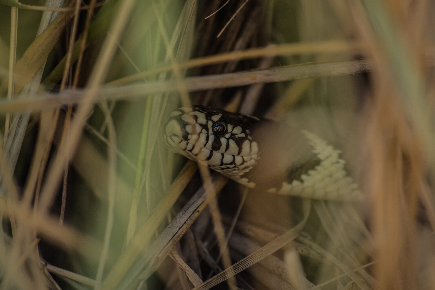 Herpetology Collection