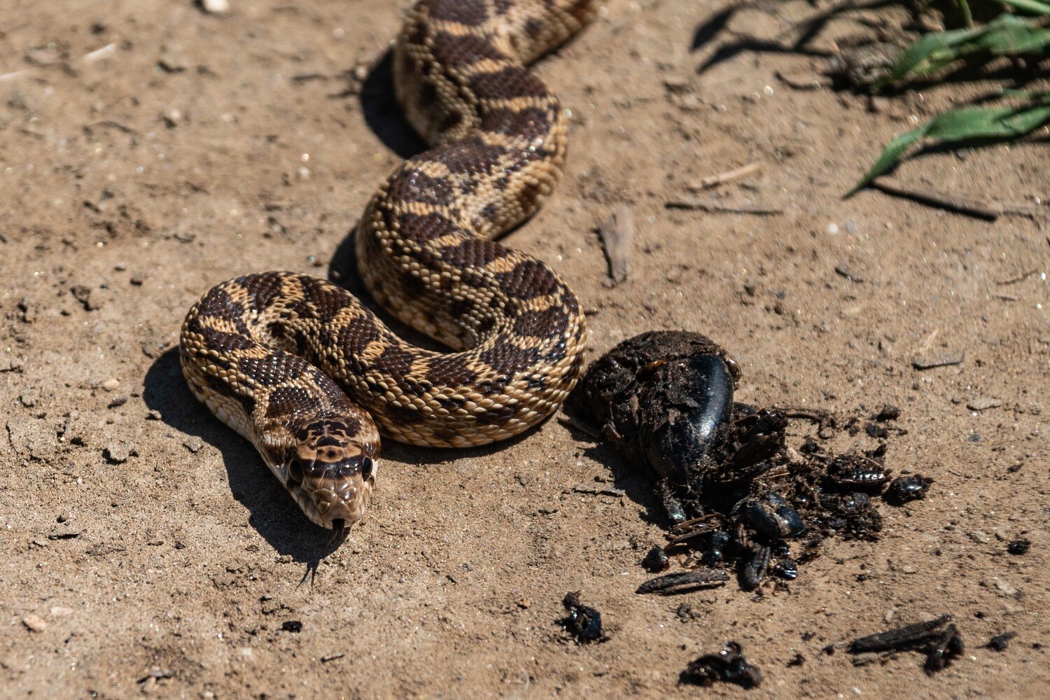 Herpetology Collection