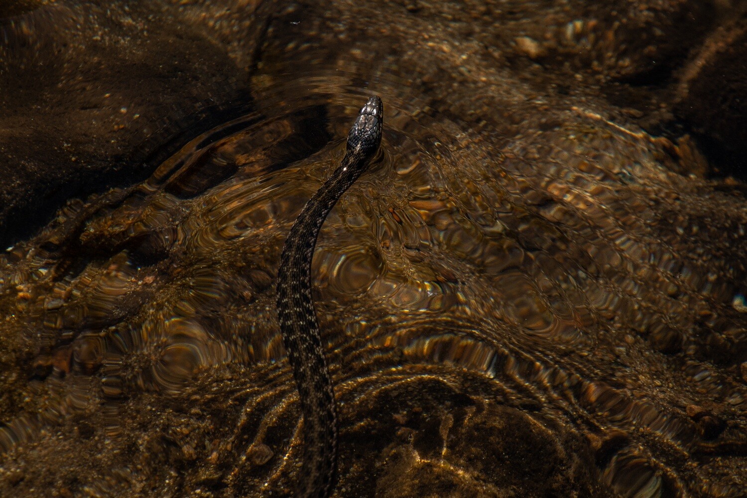 Herpetology Collection