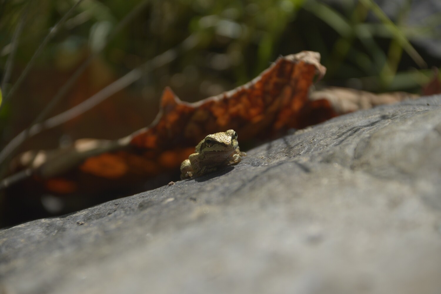 Herpetology Collection