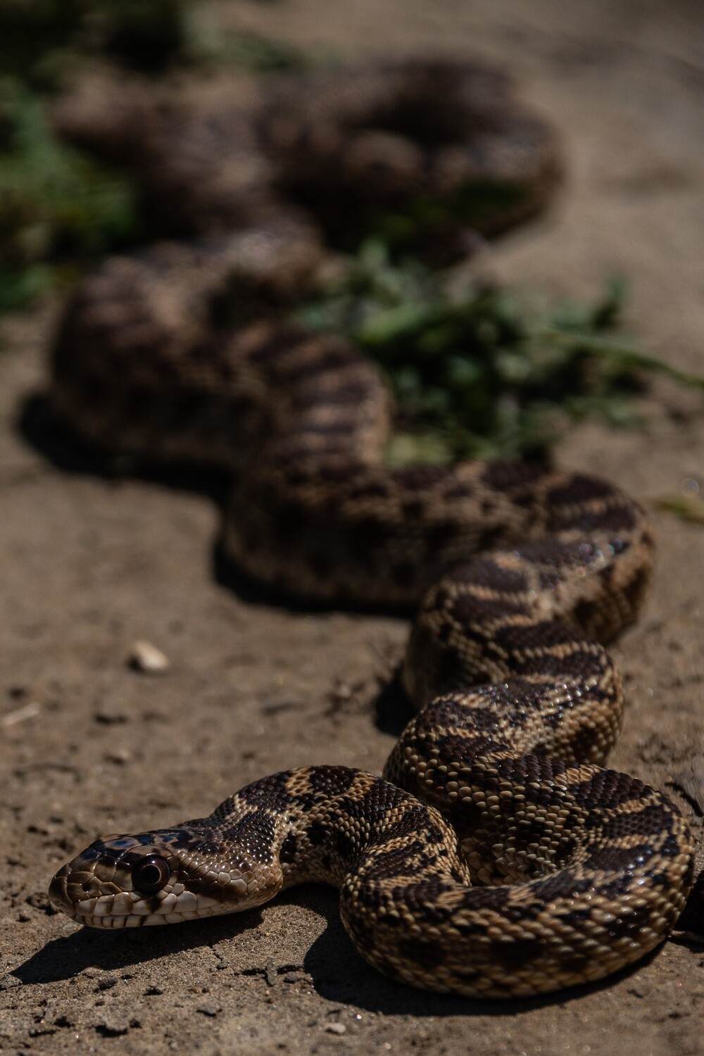 Herpetology Collection