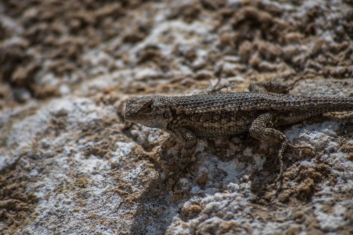 Herpetology Collection