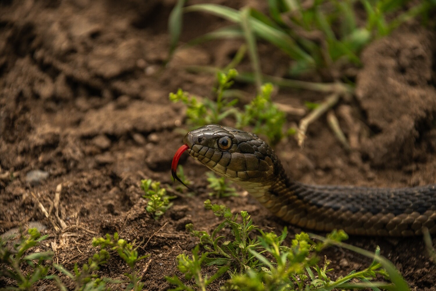 Herpetology Collection