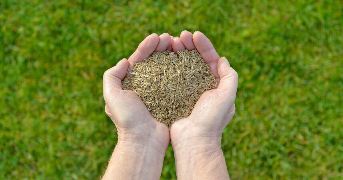 Grass Seed- Estate