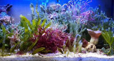 My Algae - Meerespflanzen
